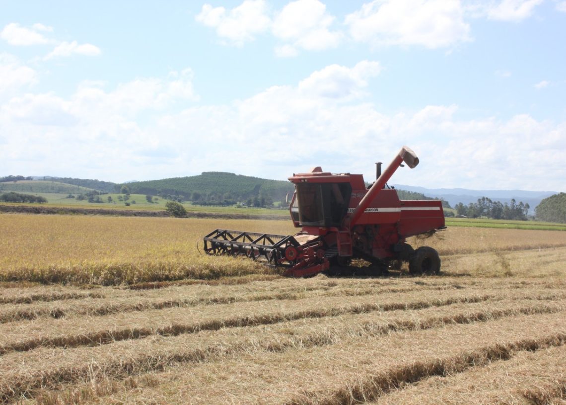 Colheita do arroz ocorre nos primeiros meses de janeiro. Fazenda Leão possui família que se dedica ao cultivo desde 2004
Fotos: Deivis Luz