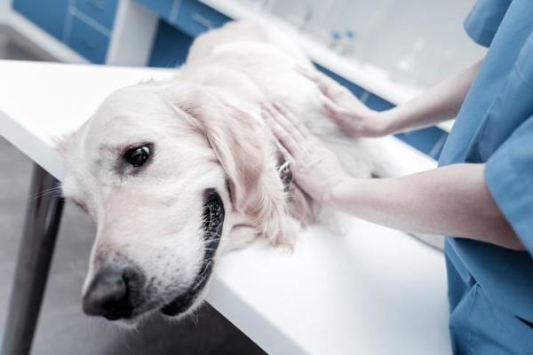 As obstruções urinárias podem ocorrer também em cães, mais comumente em machos, devido ao osso do pênis