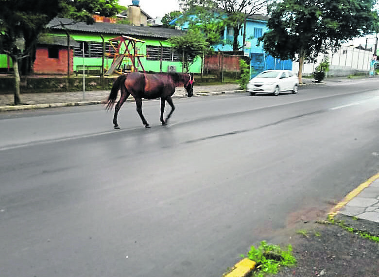 Prefeitura busca soluções para resolver problemas de cavalos soltos e buracos na Avenida Presidente Kennedy