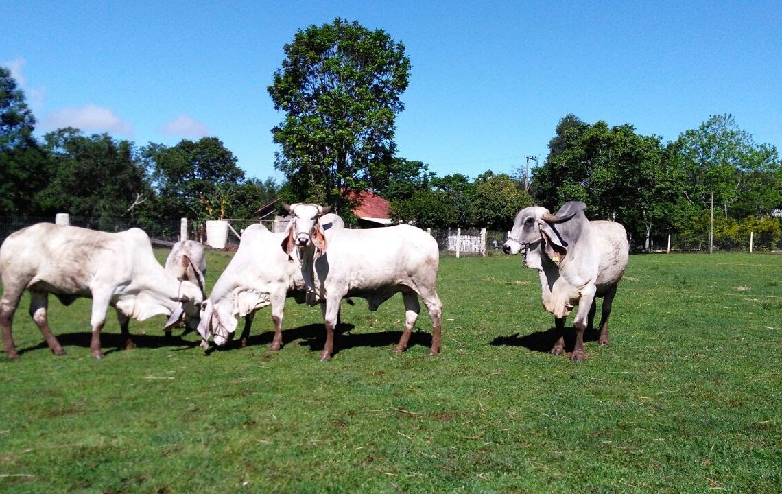 Os bovinos são criados tanto para o abate, quanto para a produção de leite 
Fotos: Arquivo Pessoal
