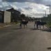 Potreiro aberto causa transtornos no bairro São Luiz, em Sapiranga