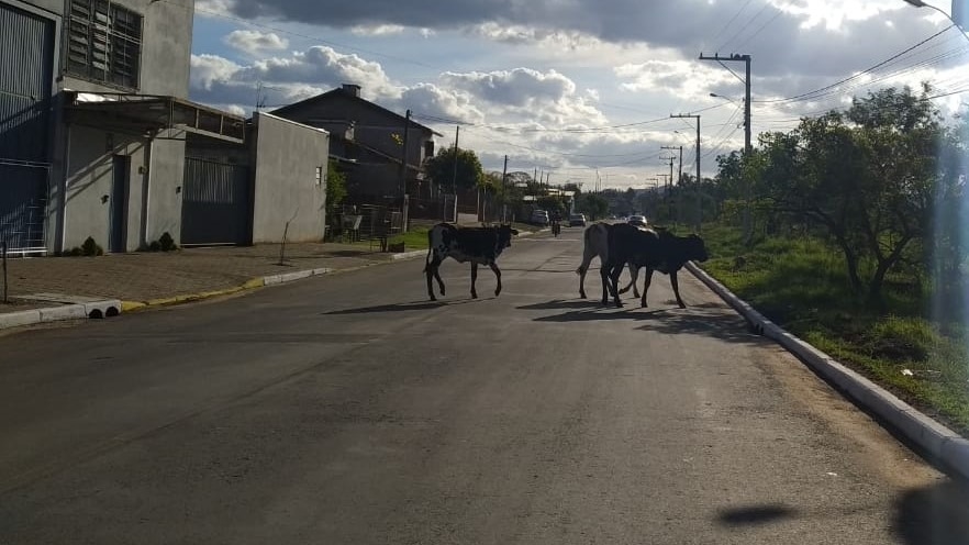 Potreiro aberto causa transtornos no bairro São Luiz, em Sapiranga