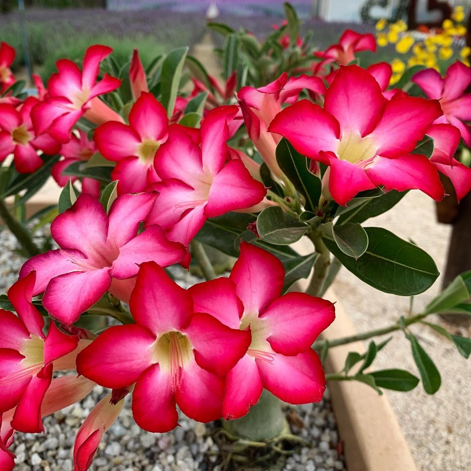 Rosa do Deserto também é uma opção de flor que pode ser encontrada na  região – Jornal Repercussão