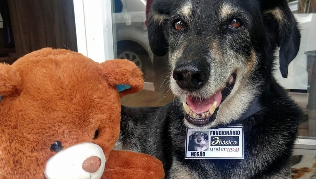 Cão comunitário faz sucesso em Campo Bom e nas redes sociais