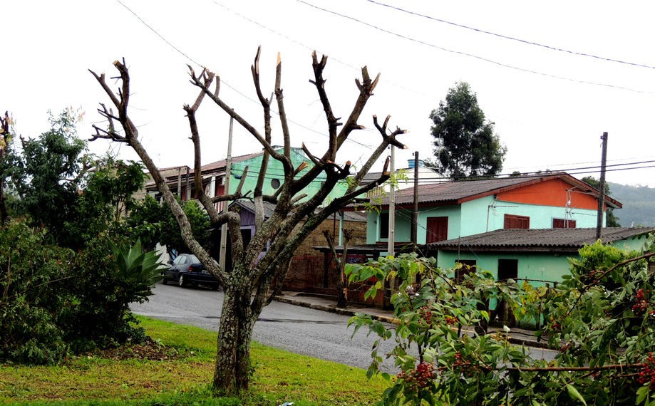 Prefeitura de Sapiranga alerta sobre a poda irregular de árvores
