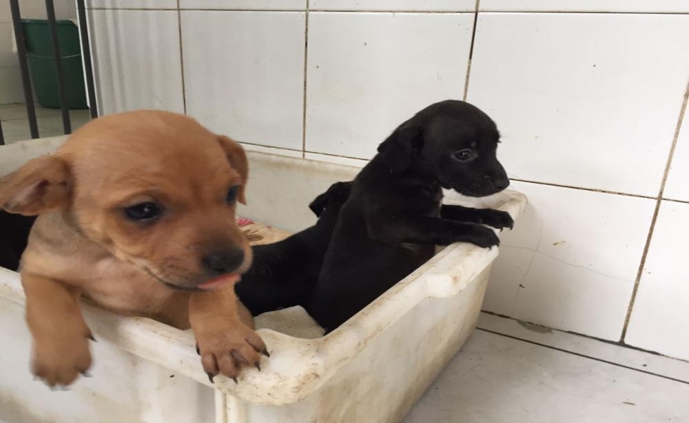 50 cães aguardam
um lar, sequinho e seguro, para encher de alegria a casa de crianças, jovens e adultos
Foto: Prefeitura de Sapiranga