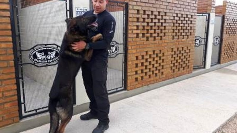 Na Penitenciária de Arroio dos Ratos, cães atuam na busca de narcóticos e na vigilância externa - Foto: Divulgação / Seapen