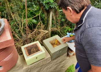 Vilmar observando suas caixas com colmeias de abelhas sem ferrão - Foto: Henrique Ternus