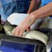 Feira do Peixe de Sapiranga começa dia 31 de março
