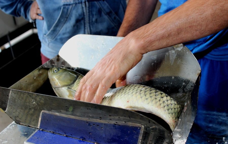 Feira do Peixe de Sapiranga começa dia 31 de março