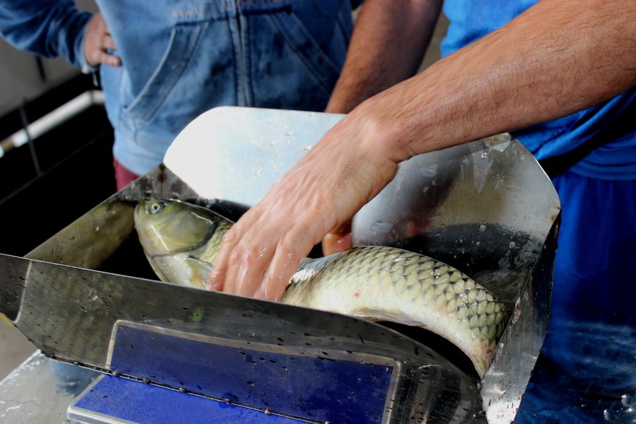 Últimos dias para garantir os peixes de produtores locais para a Sexta-feira Santa - Foto: Prefeitura de Sapiranga