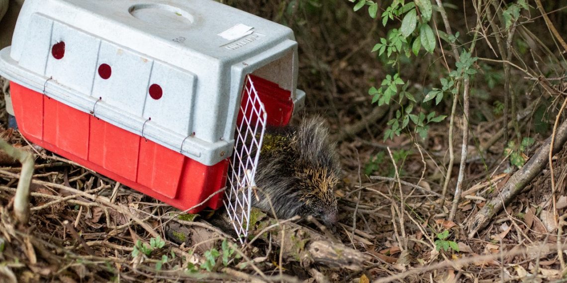 Secretaria de Meio Ambiente de Campo Bom resgatou 40 animais silvestres em 2021