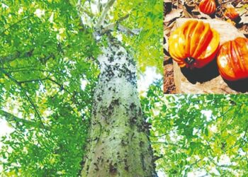 Sapiranga 67 anos: Núcleo Sócio Ambiental Araçá-piranga leva a educação ecológica aos estudantes e à população
