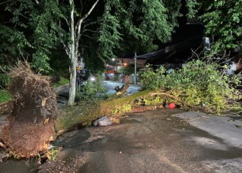 Em diversos bairros de Sapiranga, foram registradas quedas de árvores no domingo à noite