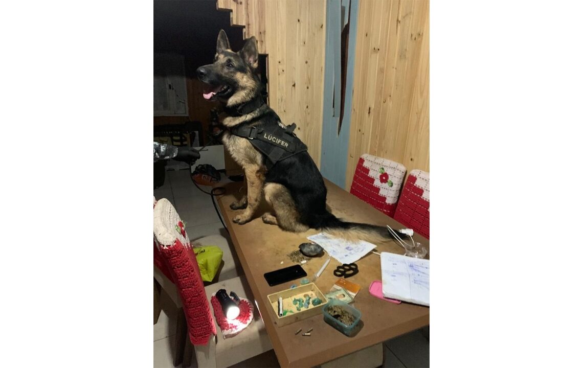 Cão da Polícia Civil ajudou nas buscas na residência (Foto: Polícia Civil)