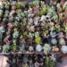 Jô Terrariuns Viveiro e Jardinagem
