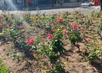 Apoiadores da edição especial Festa das Rosas falam do maior evento de Sapiranga