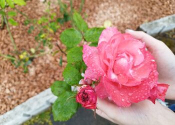 Dicas de como cultivar a rosa: tenha jardins saudáveis e floridos