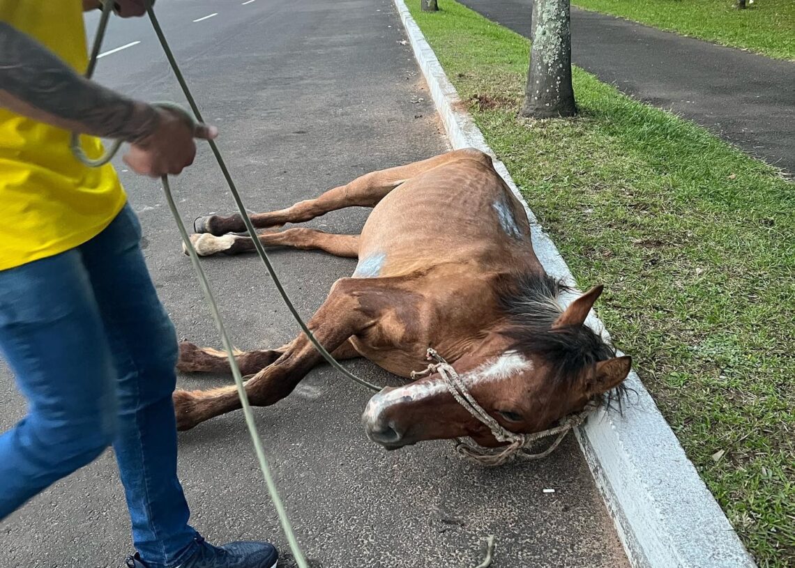 Terminar com maus-tratos aos cavalos é o principal objetivo na região. Na foto, animal resgatado em Campo Bom Foto: Divulgação