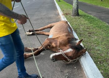 Terminar com maus-tratos aos cavalos é o principal objetivo na região. Na foto, animal resgatado em Campo Bom Foto: Divulgação