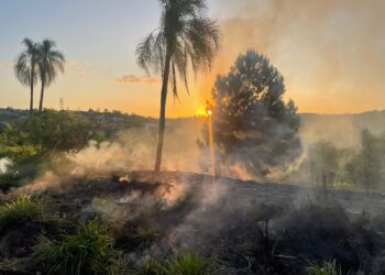 Área de mata é atingida por incêndio em Campo Bom