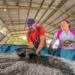 15ª Feira do Peixe de Sapiranga chega ao final com quatro toneladas comercializadas