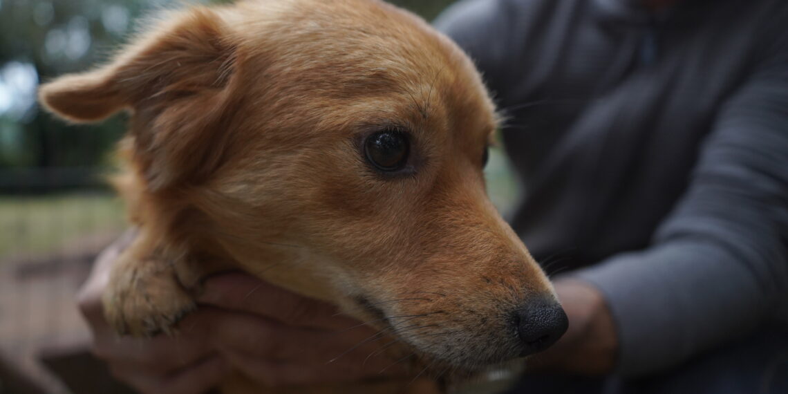 Cempra de Campo Bom promove feira de adoção de animais na Praça João Blos