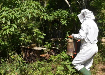 Cemeam de Sapiranga realiza curso de apicultura no próximo mês