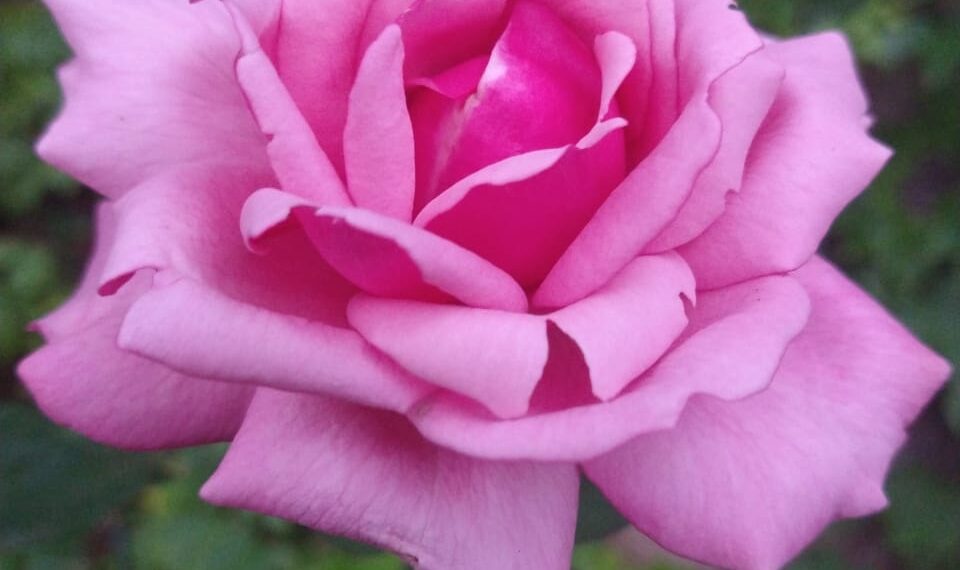 Atenção com as rosas na Cidade das Rosas