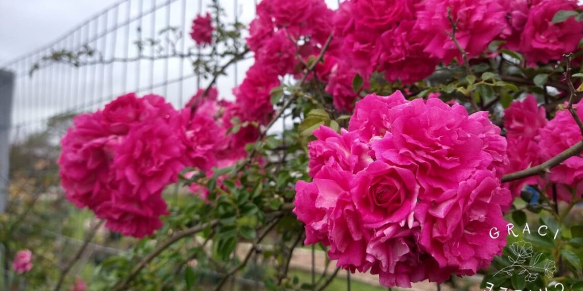 Atenção com as rosas na Cidade das Rosas