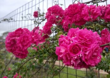 Atenção com as rosas na Cidade das Rosas