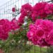 Atenção com as rosas na Cidade das Rosas