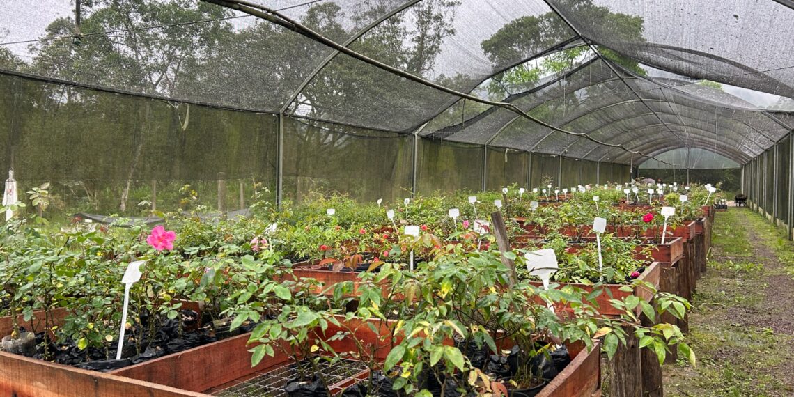 Atenção com as rosas na Cidade das Rosas