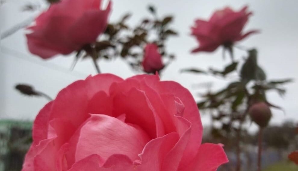 Atenção com as rosas na Cidade das Rosas