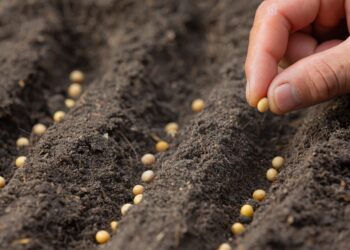 close up picture of hand holding planting the seed of the plant
