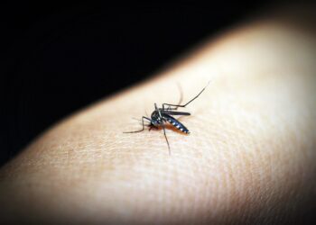 Campo Bom já registrou 13 casos de dengue em 2024