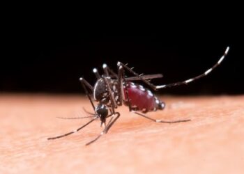 RS tem mais de 3 mil casos de dengue confirmados