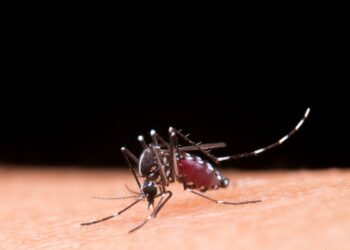 Secretaria de Saúde de Campo Bom orienta para cuidados em caso de suspeita de dengue