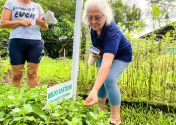 Cemeam de Sapiranga oferece cursos gratuitos sobre plantas