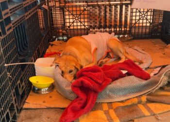 Estado propõe incentivo para adoção de animais resgatados nas enchentes