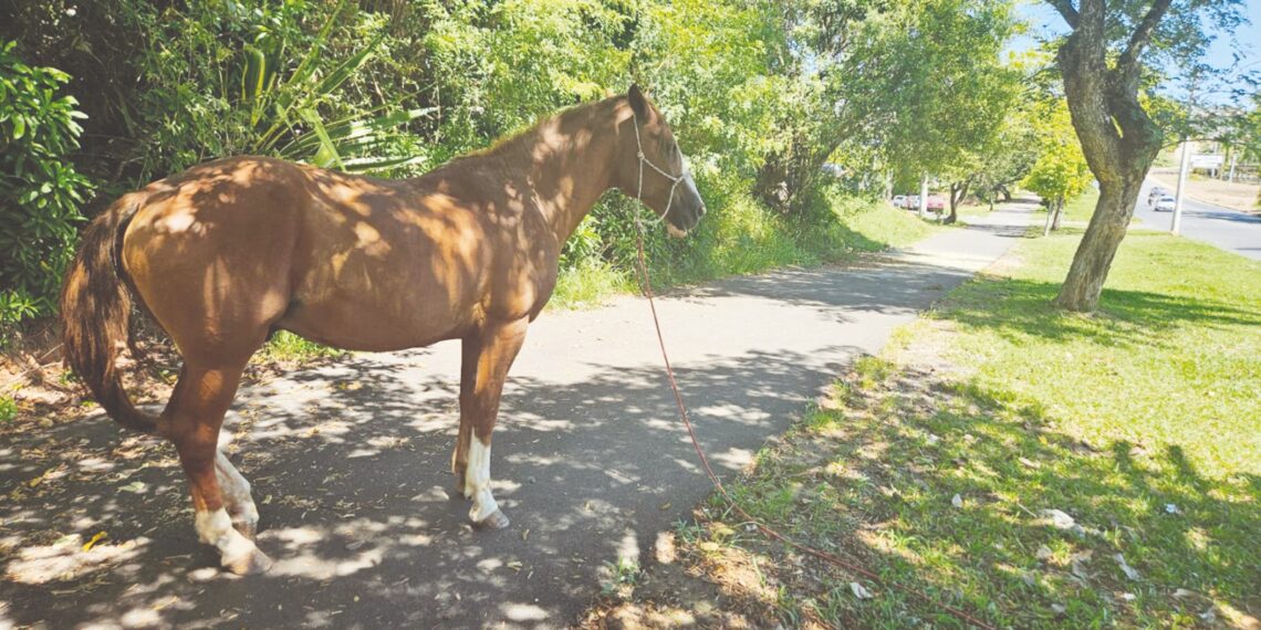 Projeto de Lei proíbe cavalos amarrados em locais públicos de Campo Bom