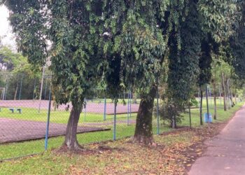 Ação da Prefeitura busca preservar árvores do Parcão afetada por erva-de-passarinho