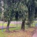 Ação da Prefeitura busca preservar árvores do Parcão afetada por erva-de-passarinho