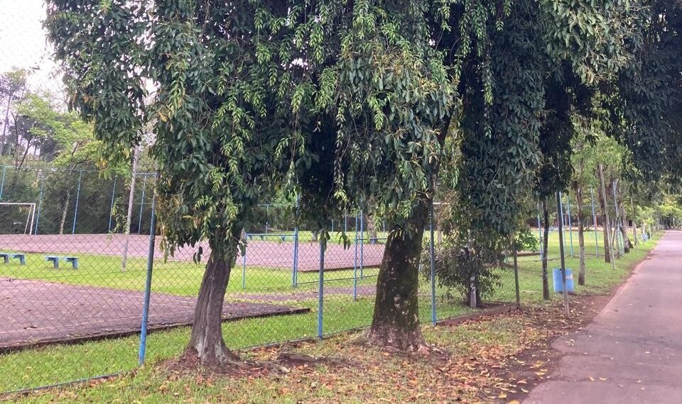 Ação da Prefeitura busca preservar árvores do Parcão afetada por erva-de-passarinho