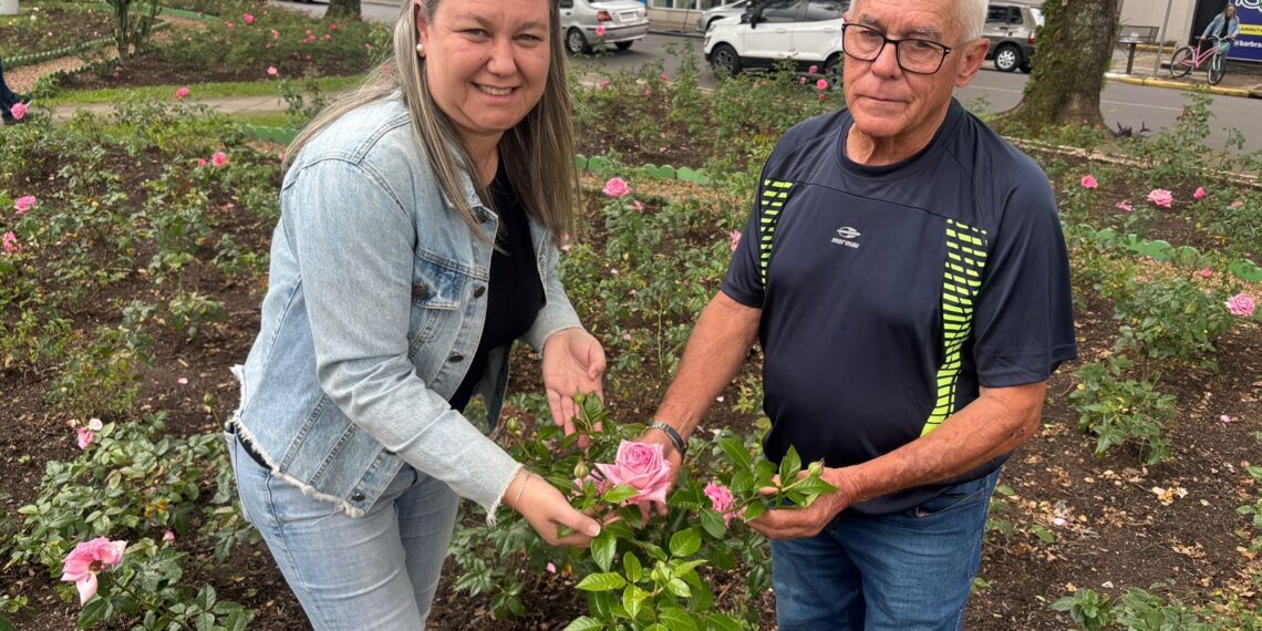Cuidado especial com mais de 30 mil roseiras em Sapiranga