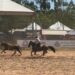 Rodeio de Campo Bom 2026 projeta recorde  de público, grandes prêmios e entrada gratuita