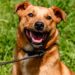 Caso do cão Negão reacende alerta sobre abandono e clama por adoção